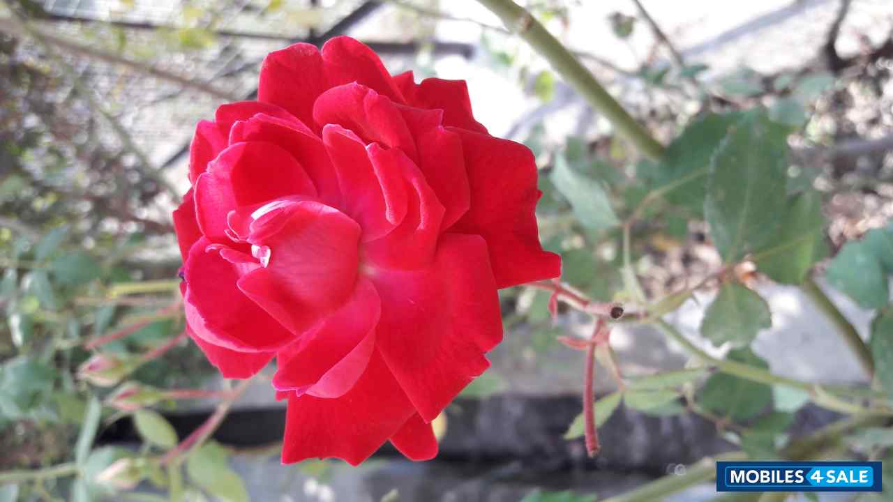 Samsung  Galaxy J2 Ace