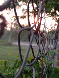 Black Motorola  Xt1562