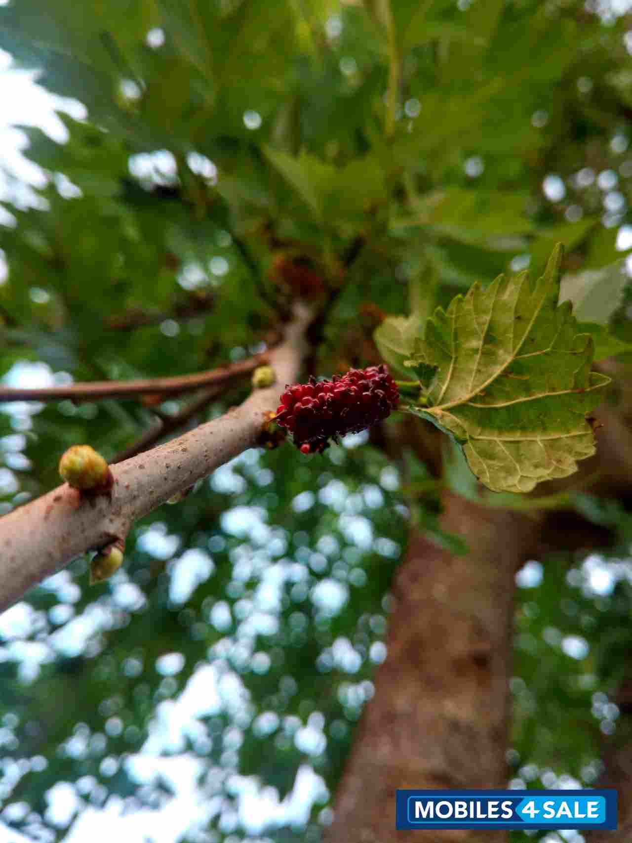 Black Motorola  Xt1562