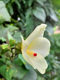 Nitro Blue Realme  3 Pro