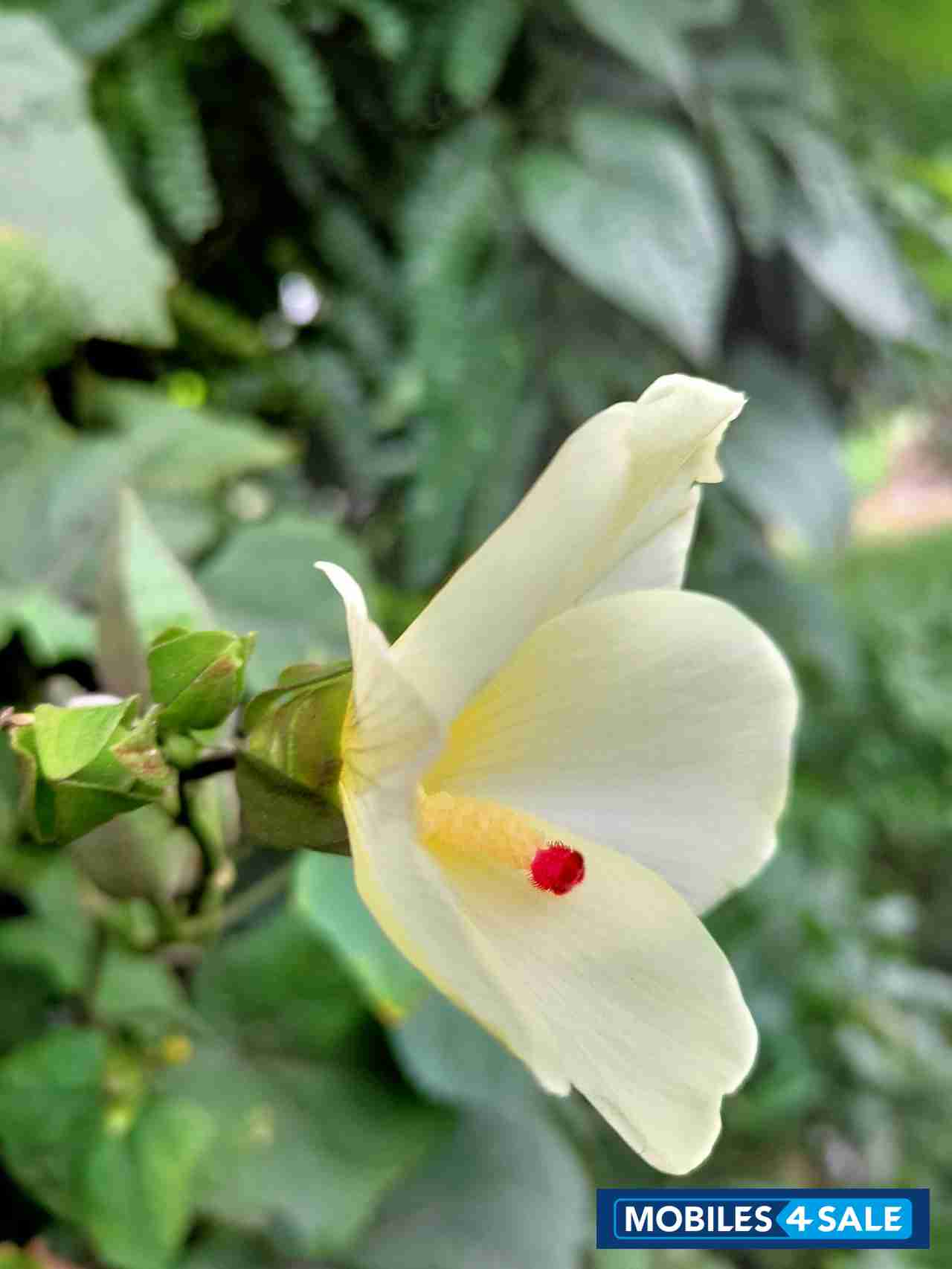 Nitro Blue Realme  3 Pro