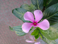 Red & Black Samsung  S5200