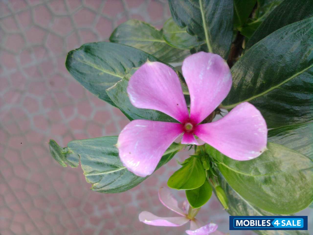 Red & Black Samsung  S5200