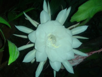 Google  pixel 2 xl 64GB