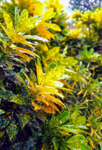 Xiaomi Redmi 6 Pro 3/32