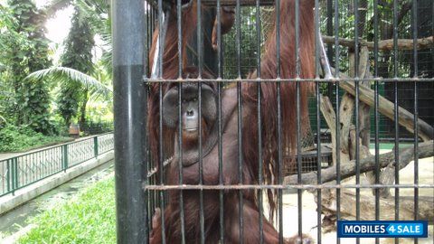 Black BlackBerry Bold